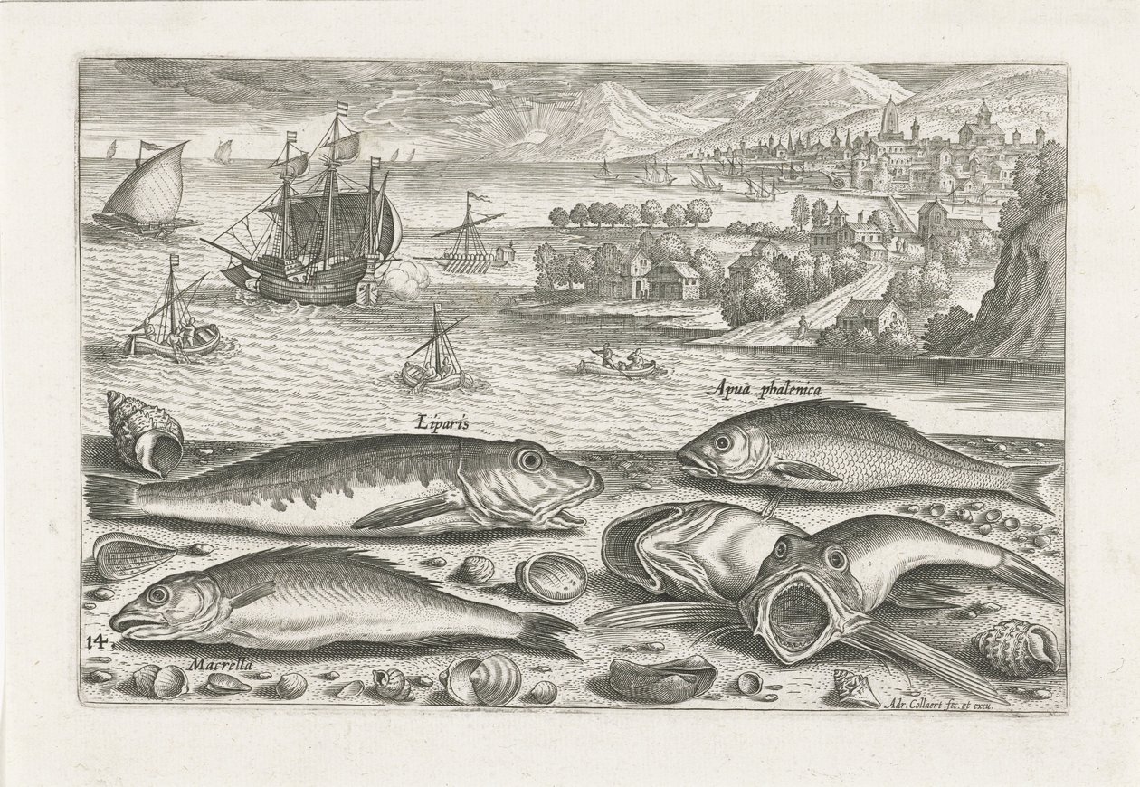 Cinque pesci sulla spiaggia (Vissen, Piscivm vivae icones) da Adriaen Collaert