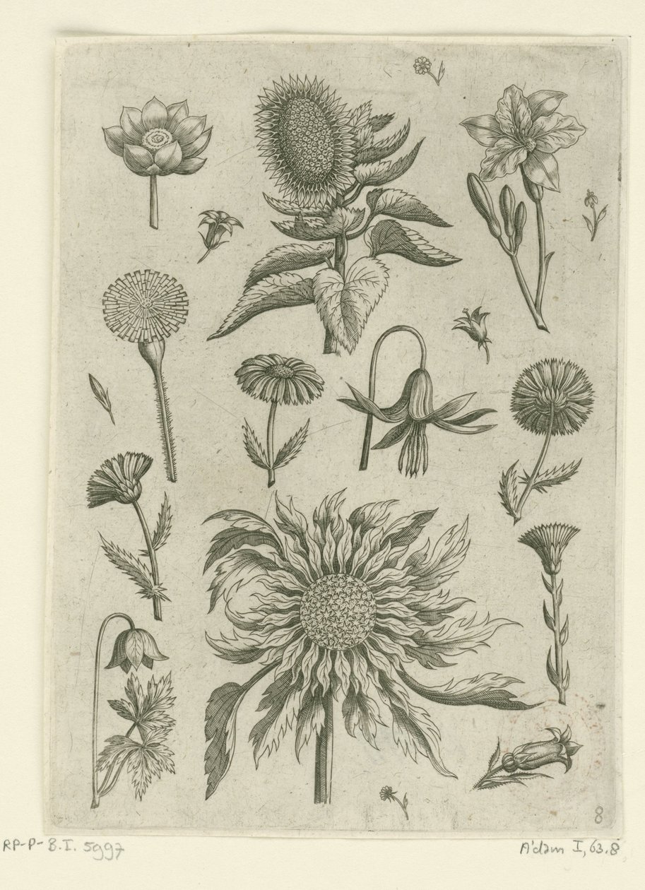 Girasole e altri fiori da Adriaen Collaert