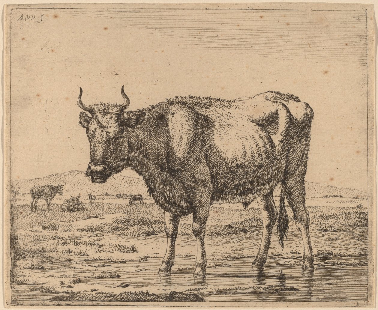 Toro in Piedi nell