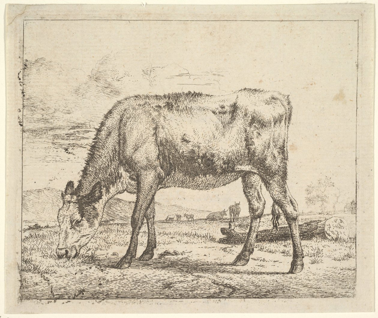 Vitello al pascolo, da Diversi animali da Adriaen van de Velde