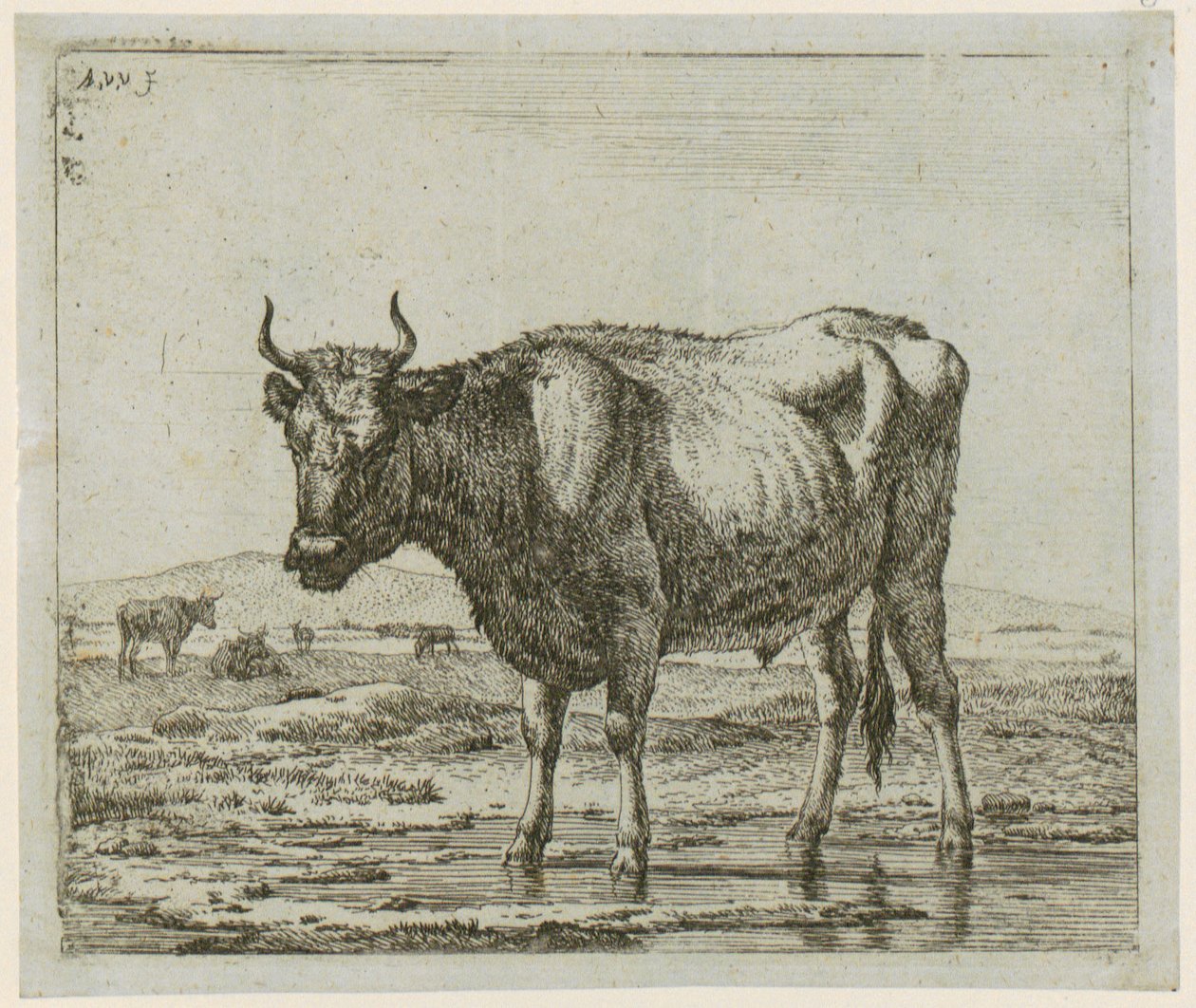 Toro nell