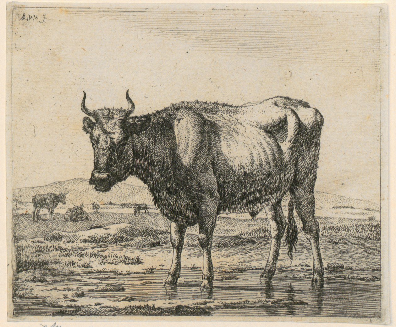 Toro nell