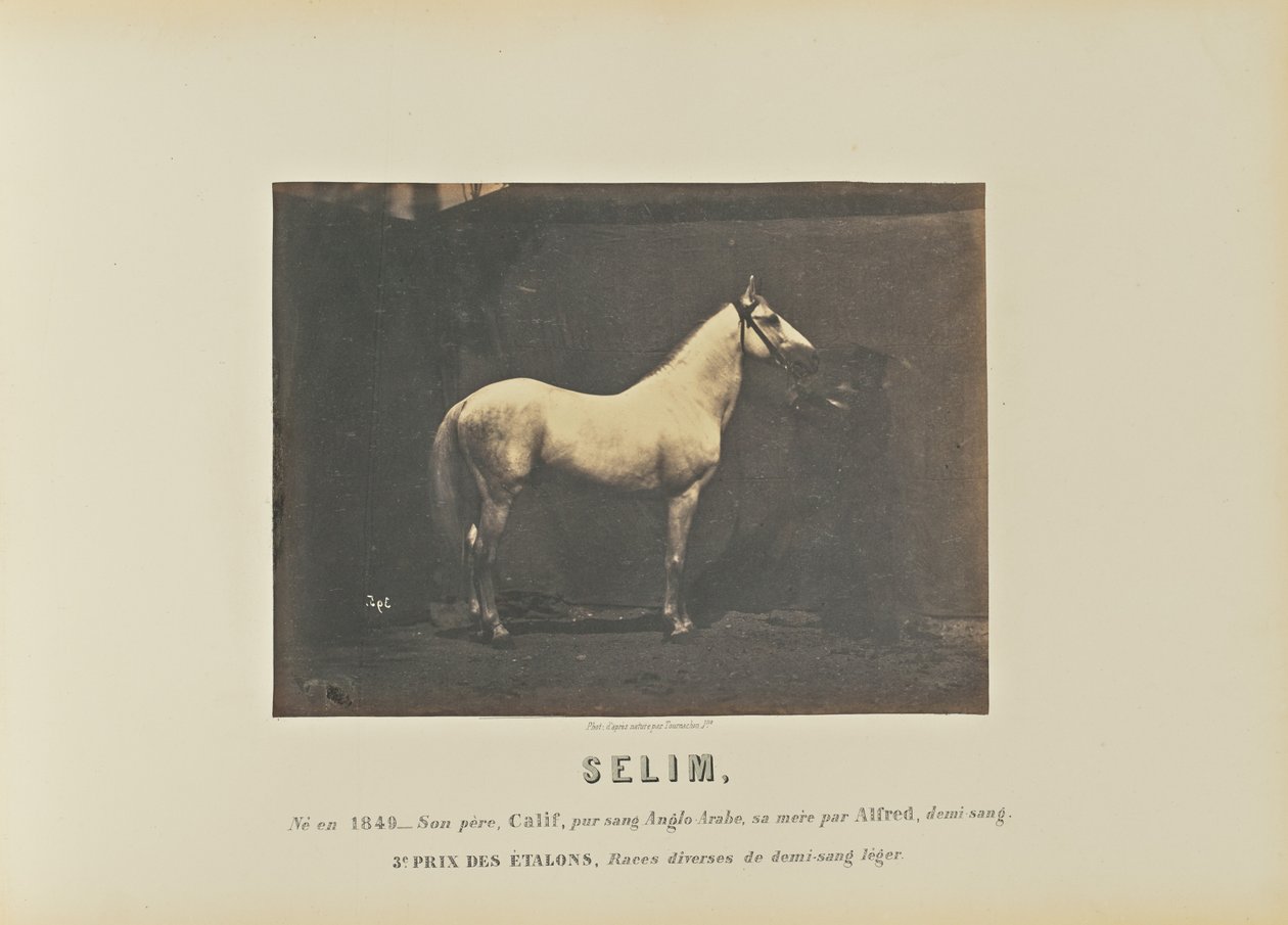 Selim da Adrien Alban Tournachon