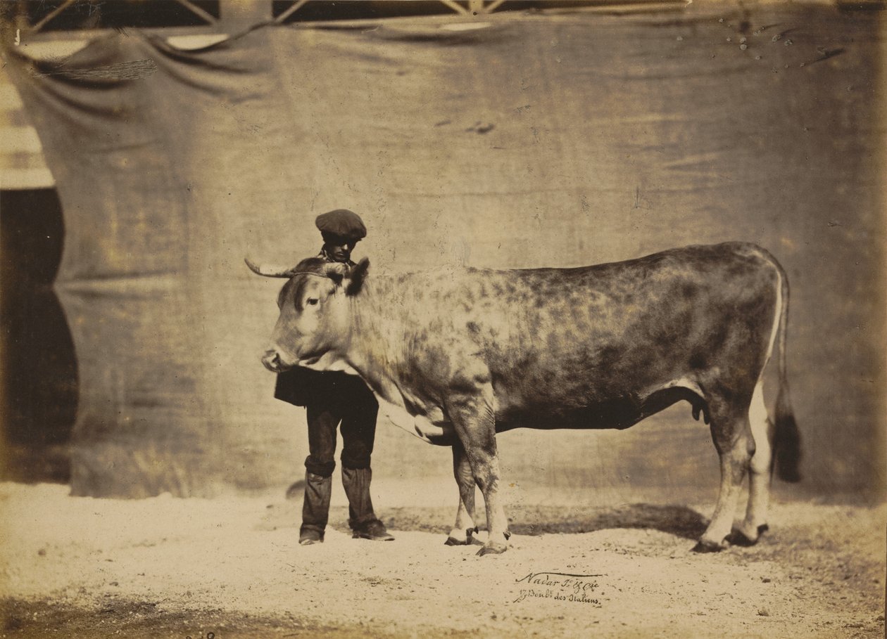 Vache Garonnaise, di 5 a 6 anni, 1856 da Adrien Alban Tournachon