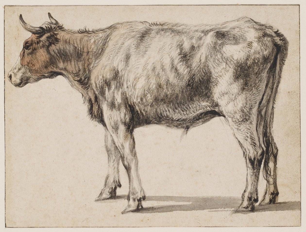 Un giovane toro in piedi da Aelbert Cuyp