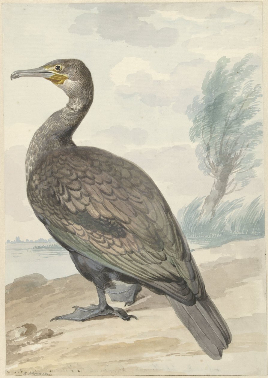 Cormorano da Aert Schouman