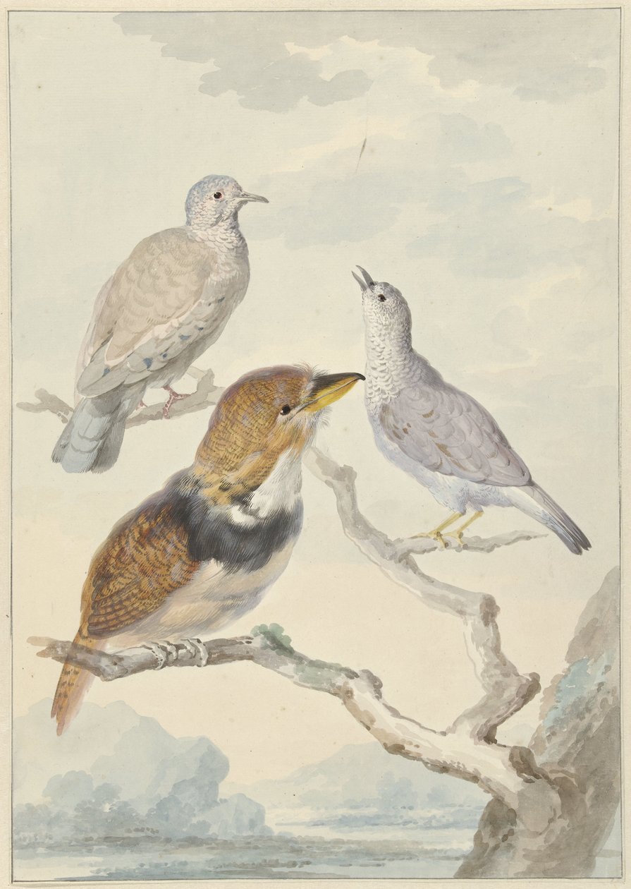 Tre uccelli, due colombe Inca e un cuculo crestato da Aert Schouman