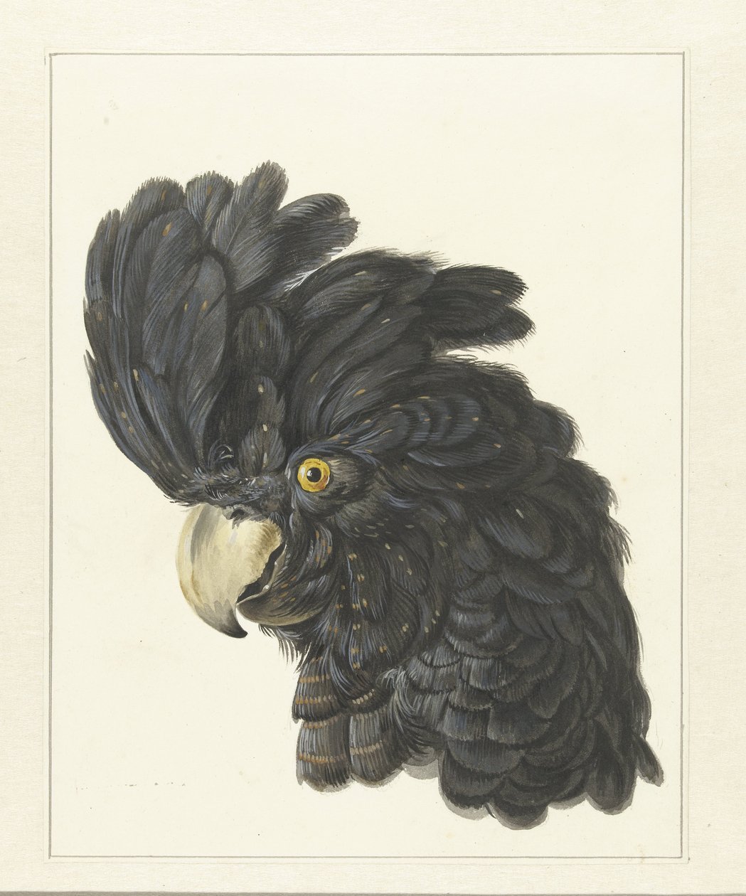Testa di un cacatua da Aert Schouman