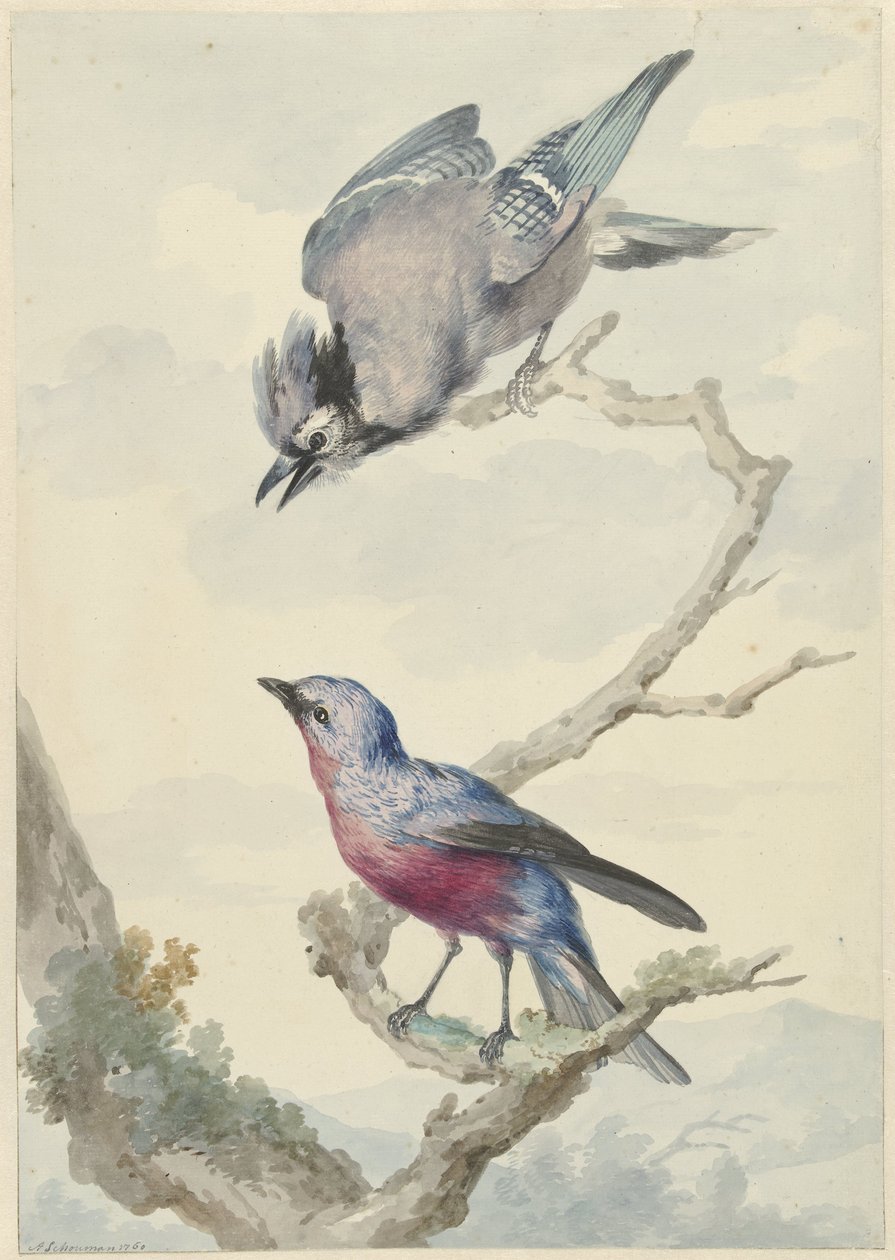 Due uccelli: una ghiandaia azzurra e un cotinga dal petto purpureo da Aert Schouman