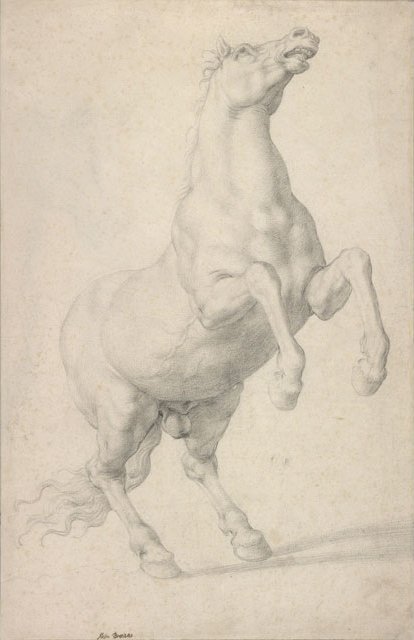 Cavallo impennato da Agnolo Bronzino
