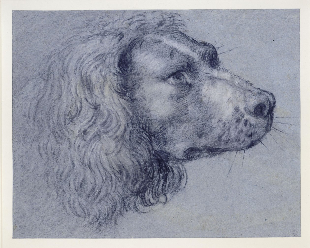 Studio di testa di uno spaniel da Agostino Carracci