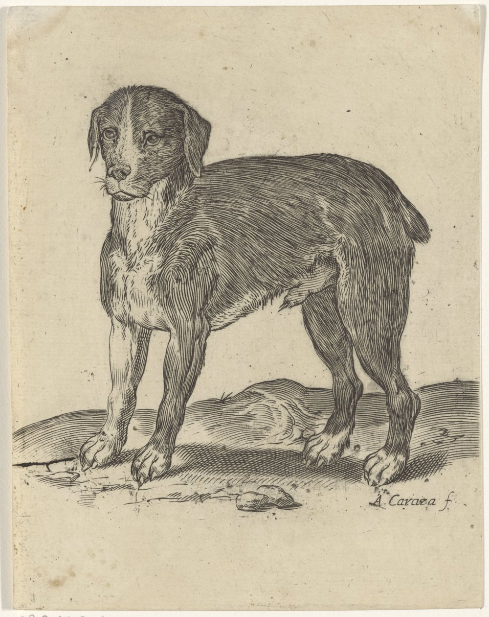 Cane in piedi da Agostino Carracci