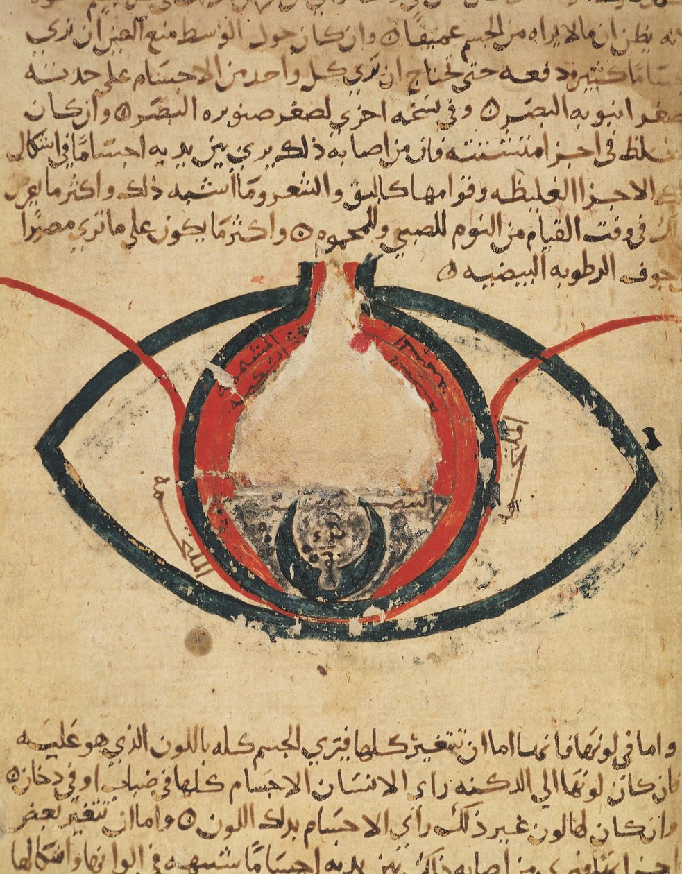 Anatomia dell