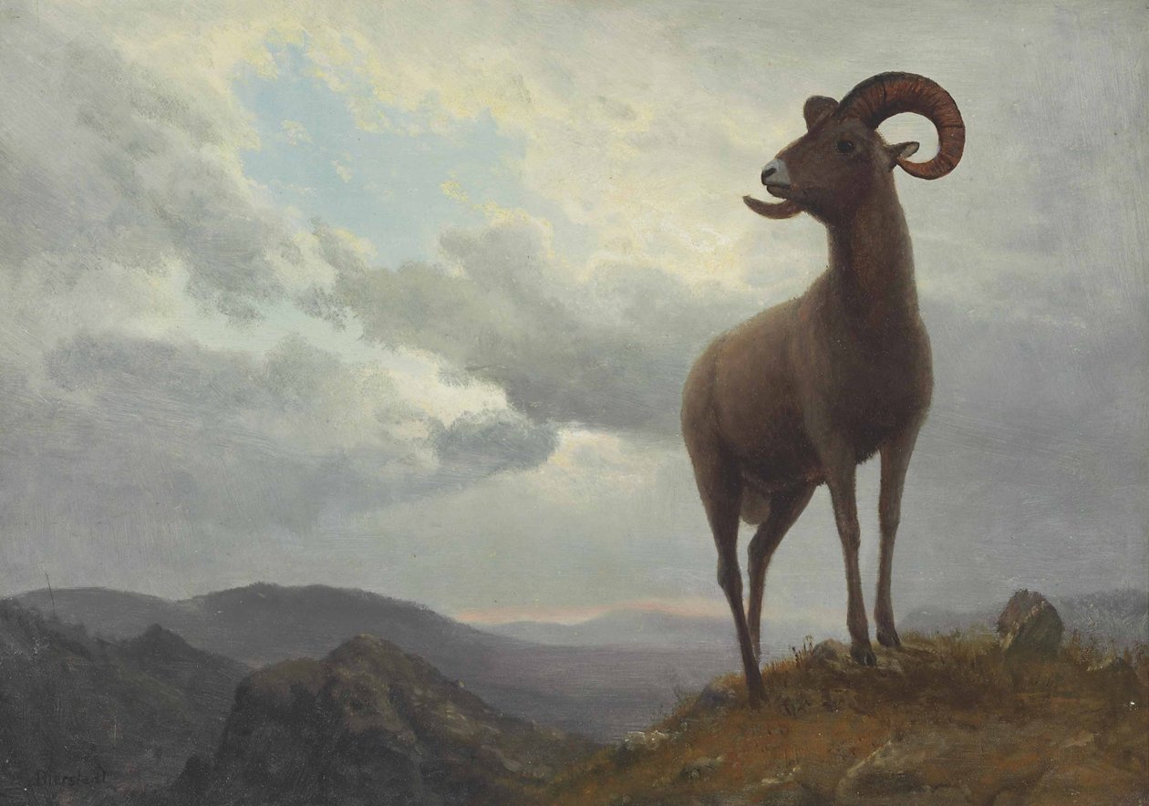 Pecora dalle lunghe corna da Albert Bierstadt