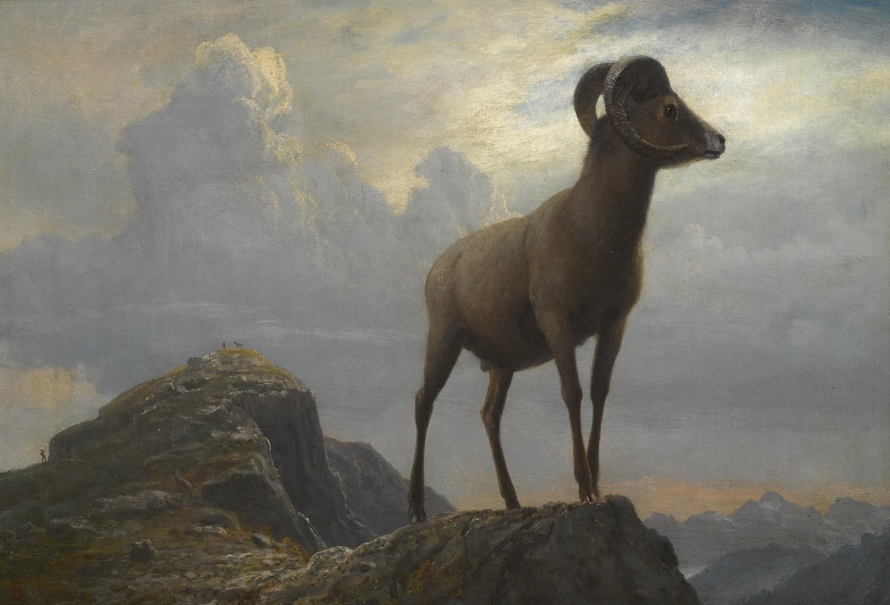 Studio di un ariete Bighorn da Albert Bierstadt