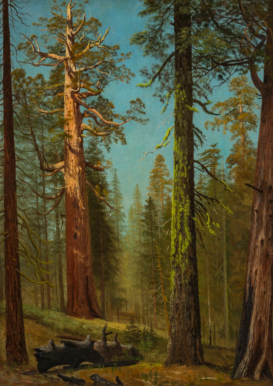 Il gigante sequoia Grizzly, Mariposa Grove, California da Albert Bierstadt