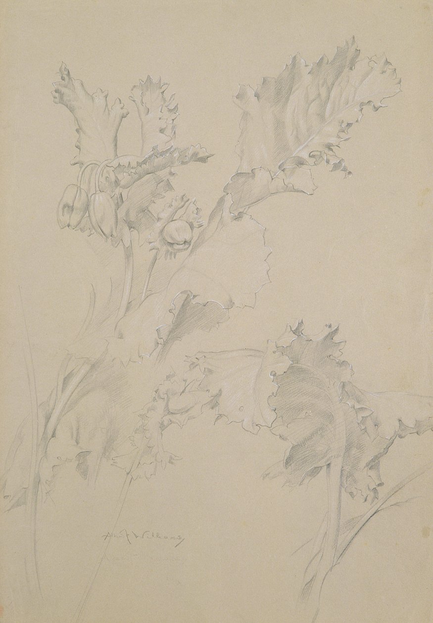 Foglie di papavero da Albert Williams