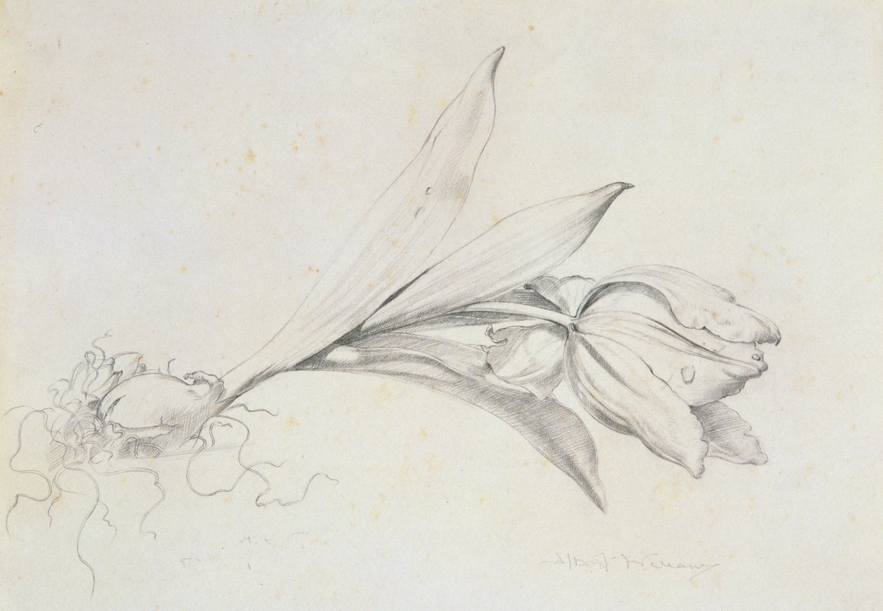 Tulipano da Albert Williams