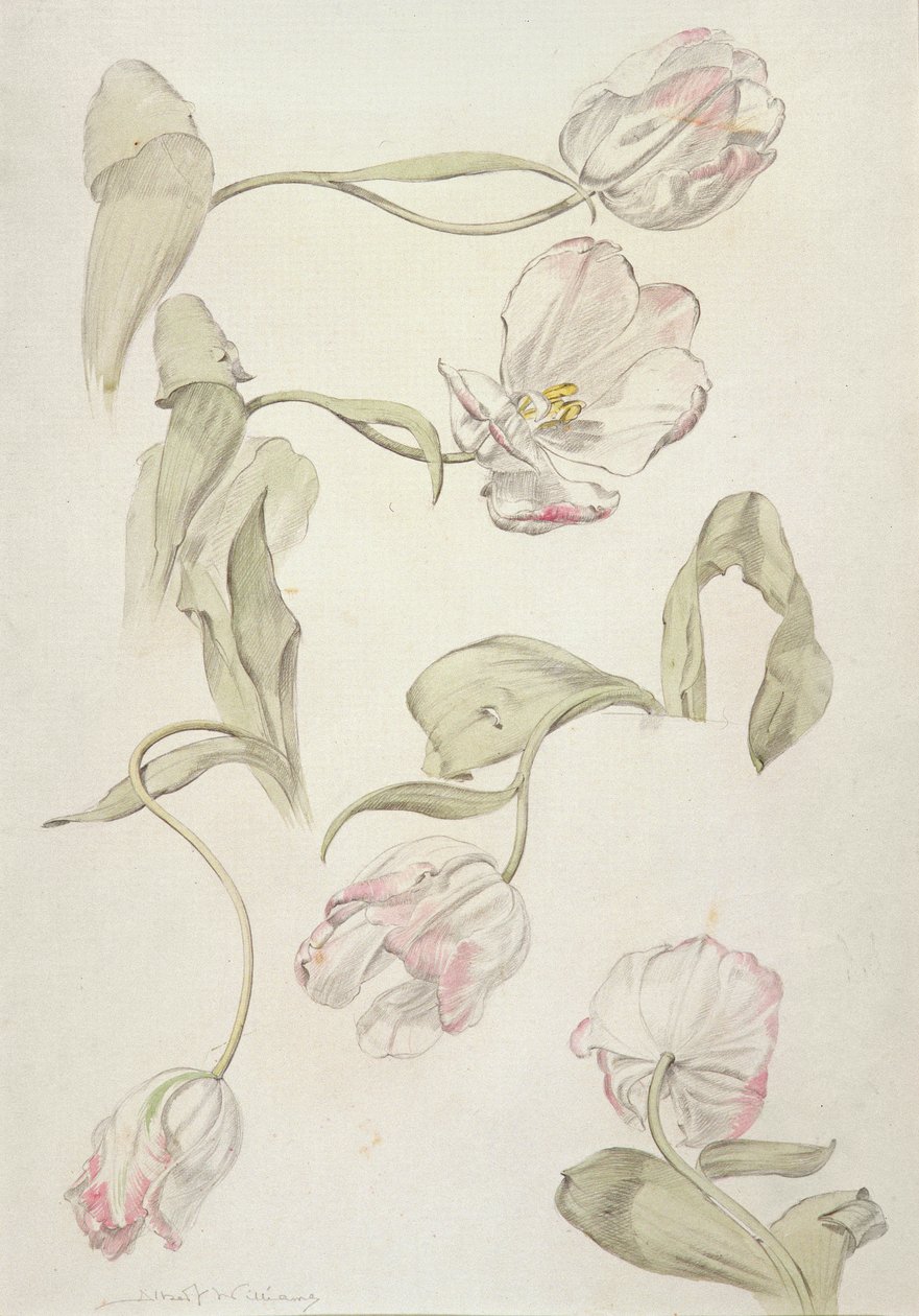 Tulipani da Albert Williams