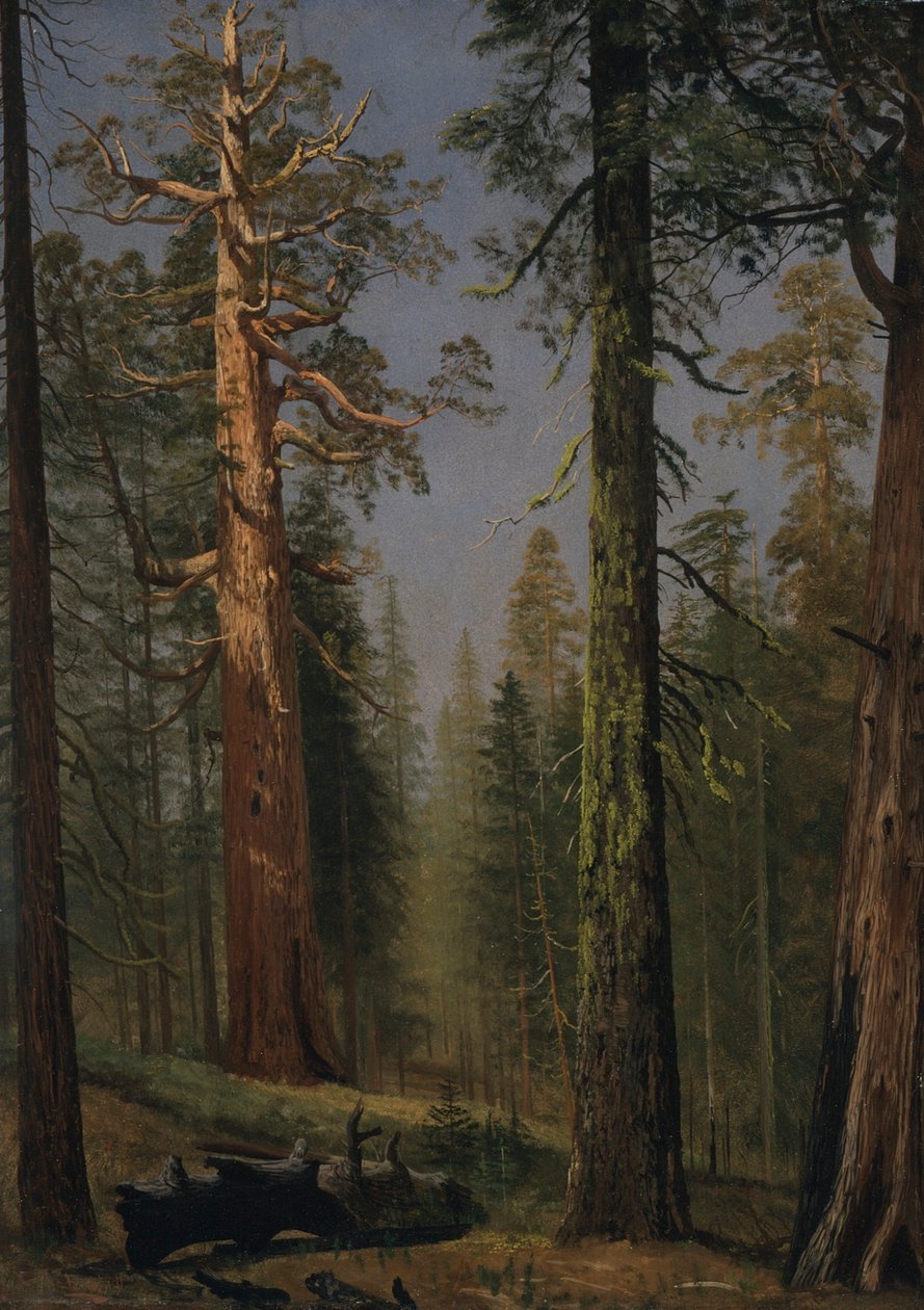 The Grizzly Giant Sequoia, Mariposa Grove, California da Albert Bierstadt