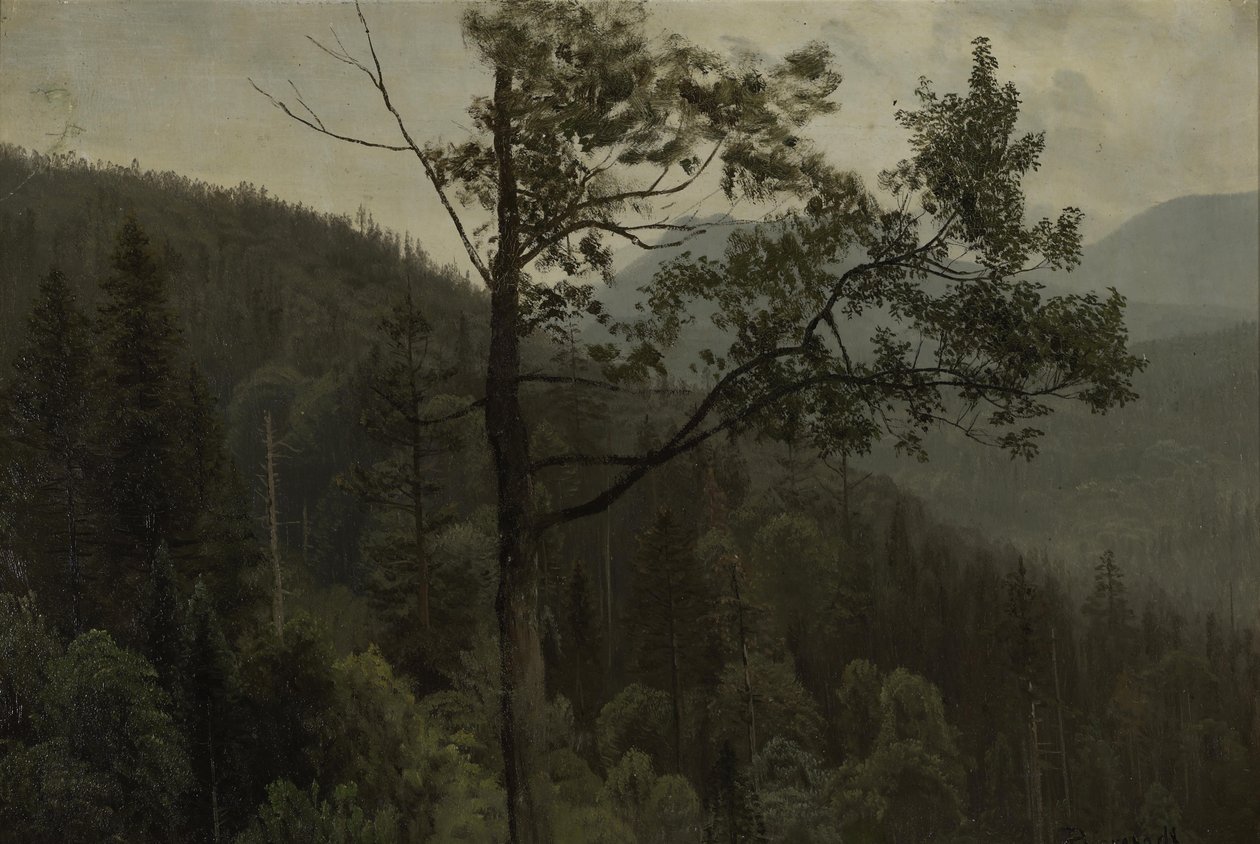 Montagne coperte di alberi da Albert Bierstadt