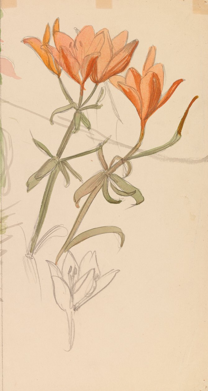 Orange Lilien da Albert Edelfelt