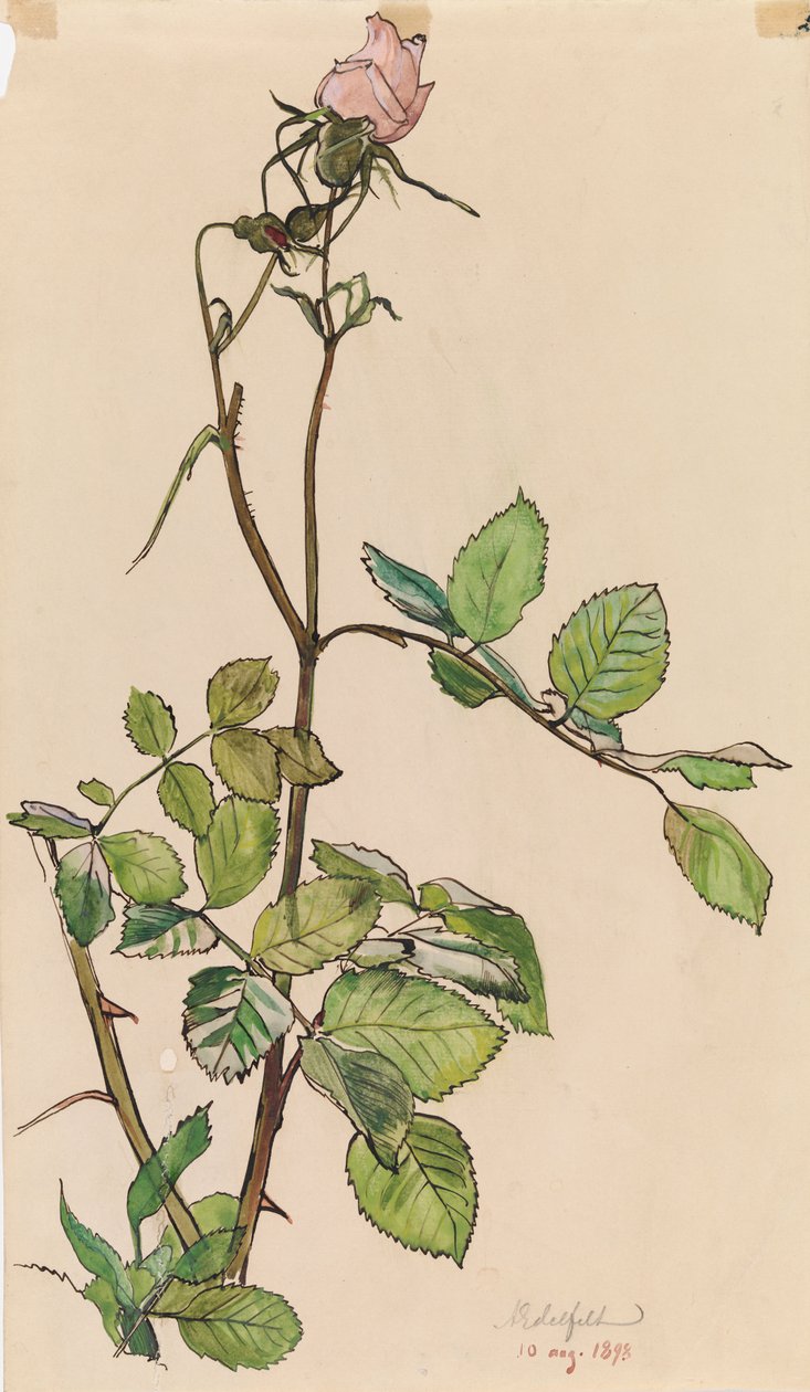 Rosa da Albert Edelfelt