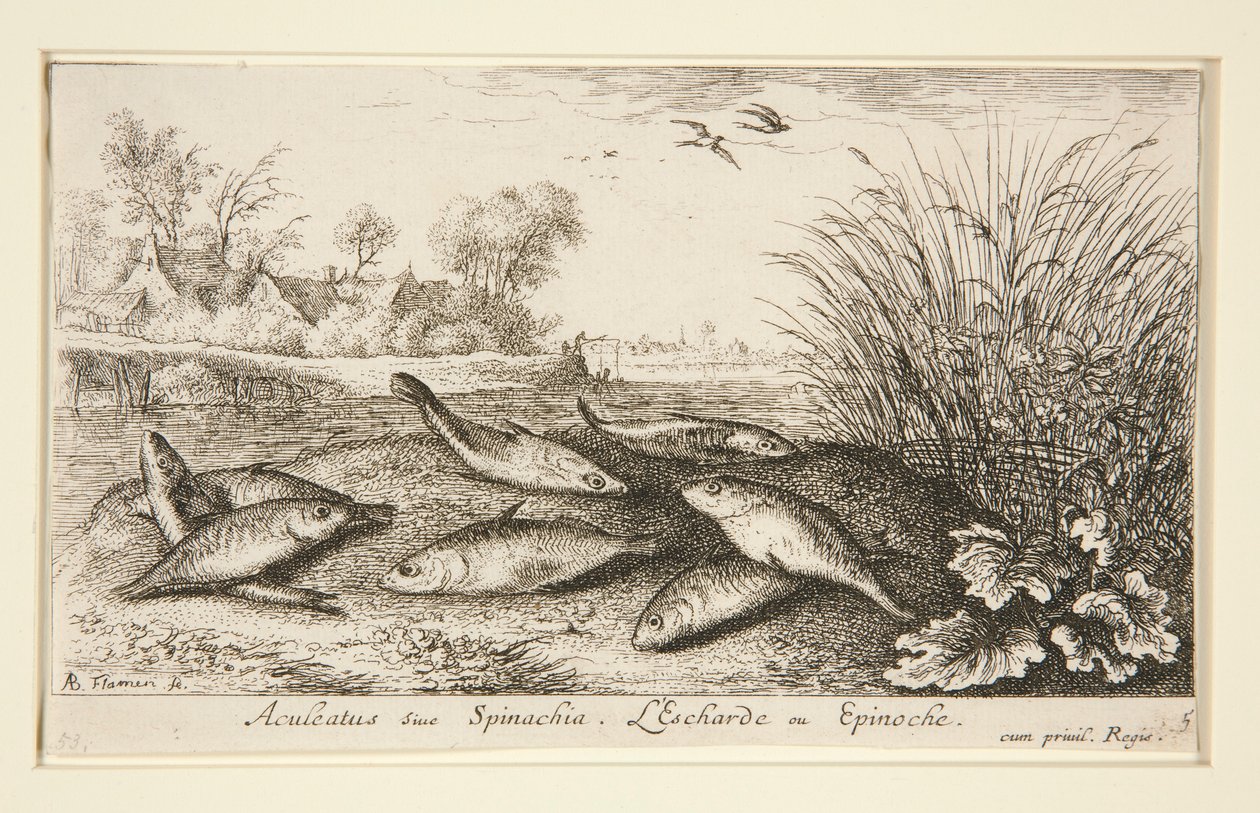 Aculeatus sive Spinachia. L da Albert Flamen