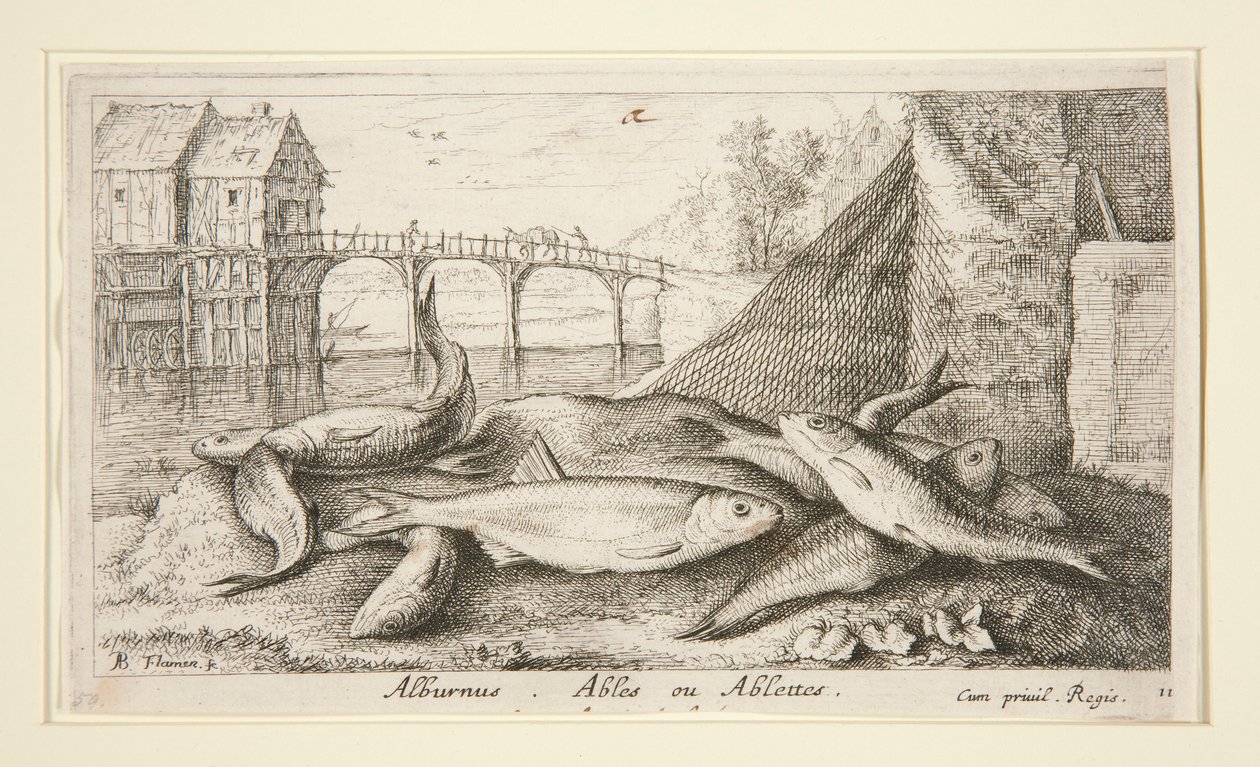Alburno. Ables o Ablettes da Albert Flamen