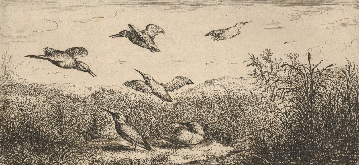 Alcedo, Martin-pescheur Il martin pescatore: Livre d