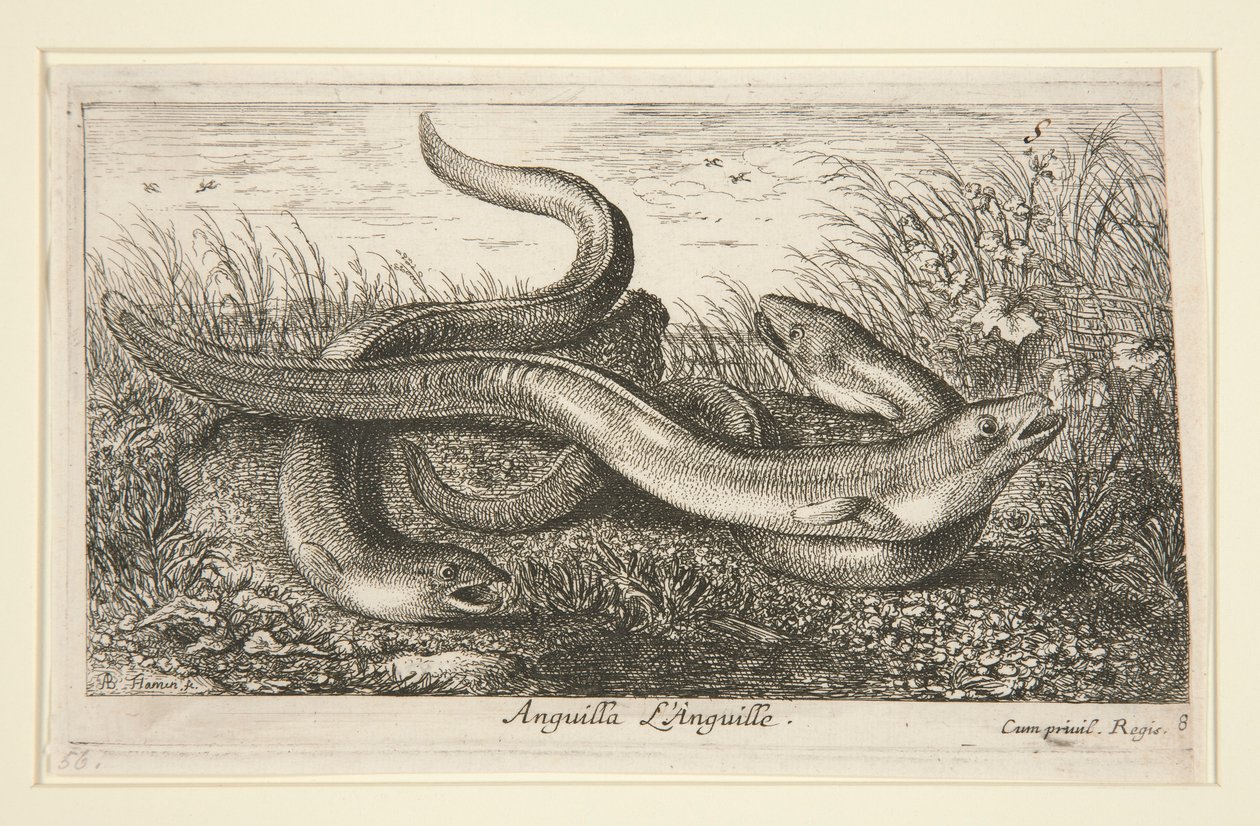 Anguilla. L da Albert Flamen