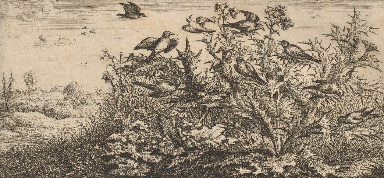 Carduelis, Chardonnet Il cardellino: Livre d