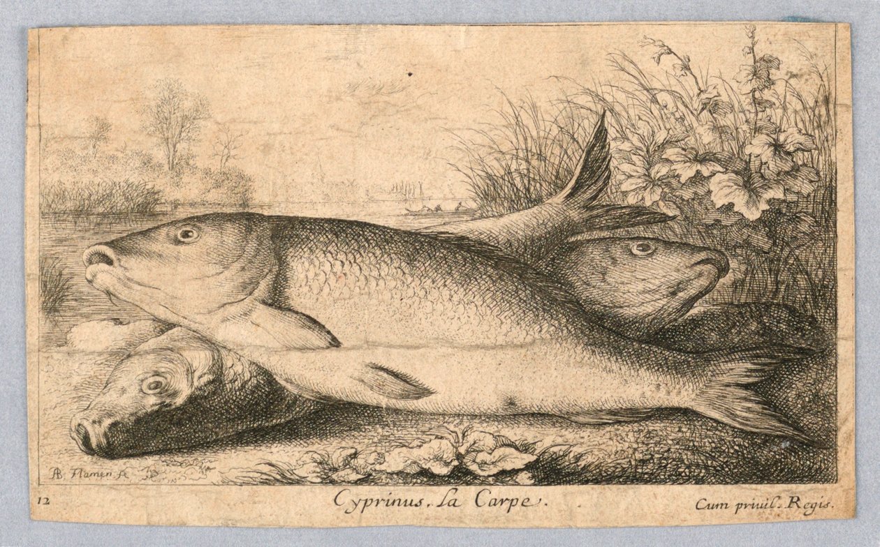 Carpa da Albert Flamen