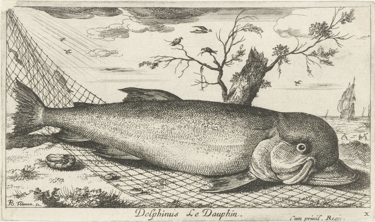 Delfino in una rete da pesca da Albert Flamen