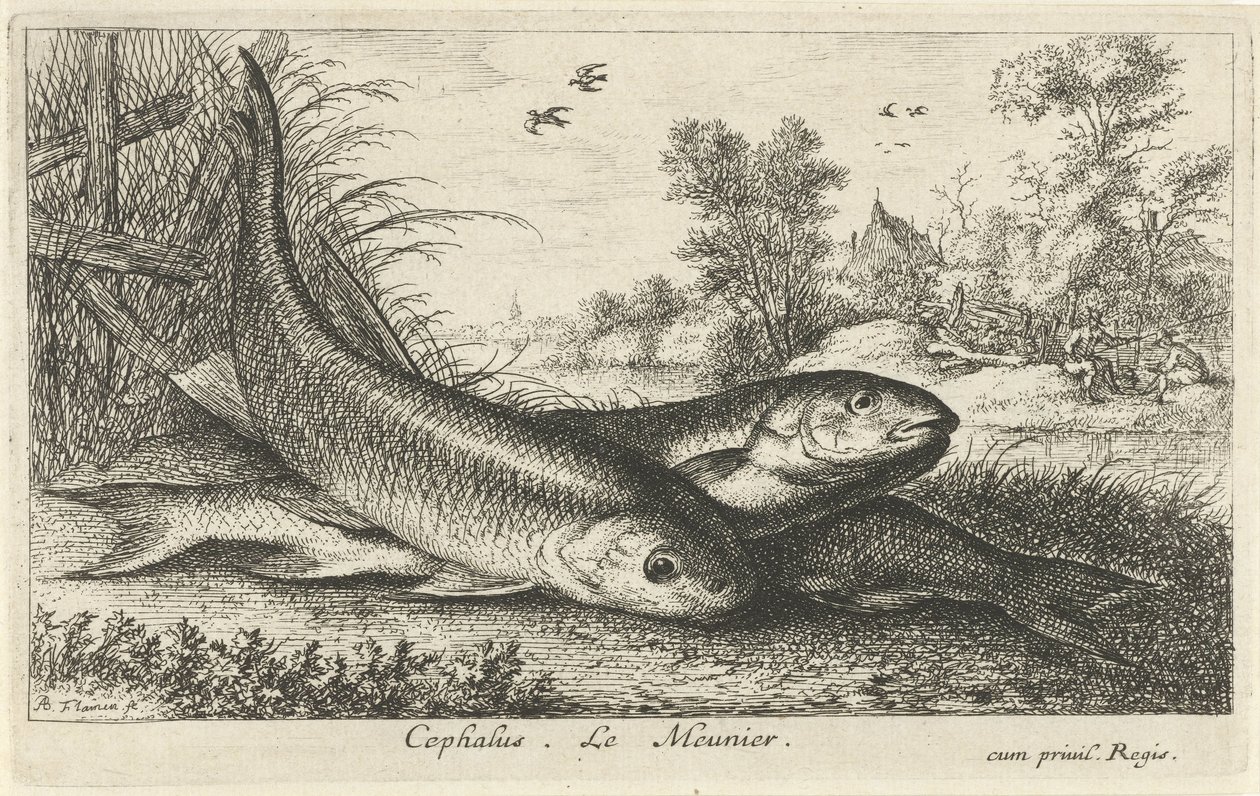 Tre cavedani su una riva (Cephalus. Le Meunier.) (Pesci e altri animali marini - prima serie) (Diverses Especes de Poissons d
