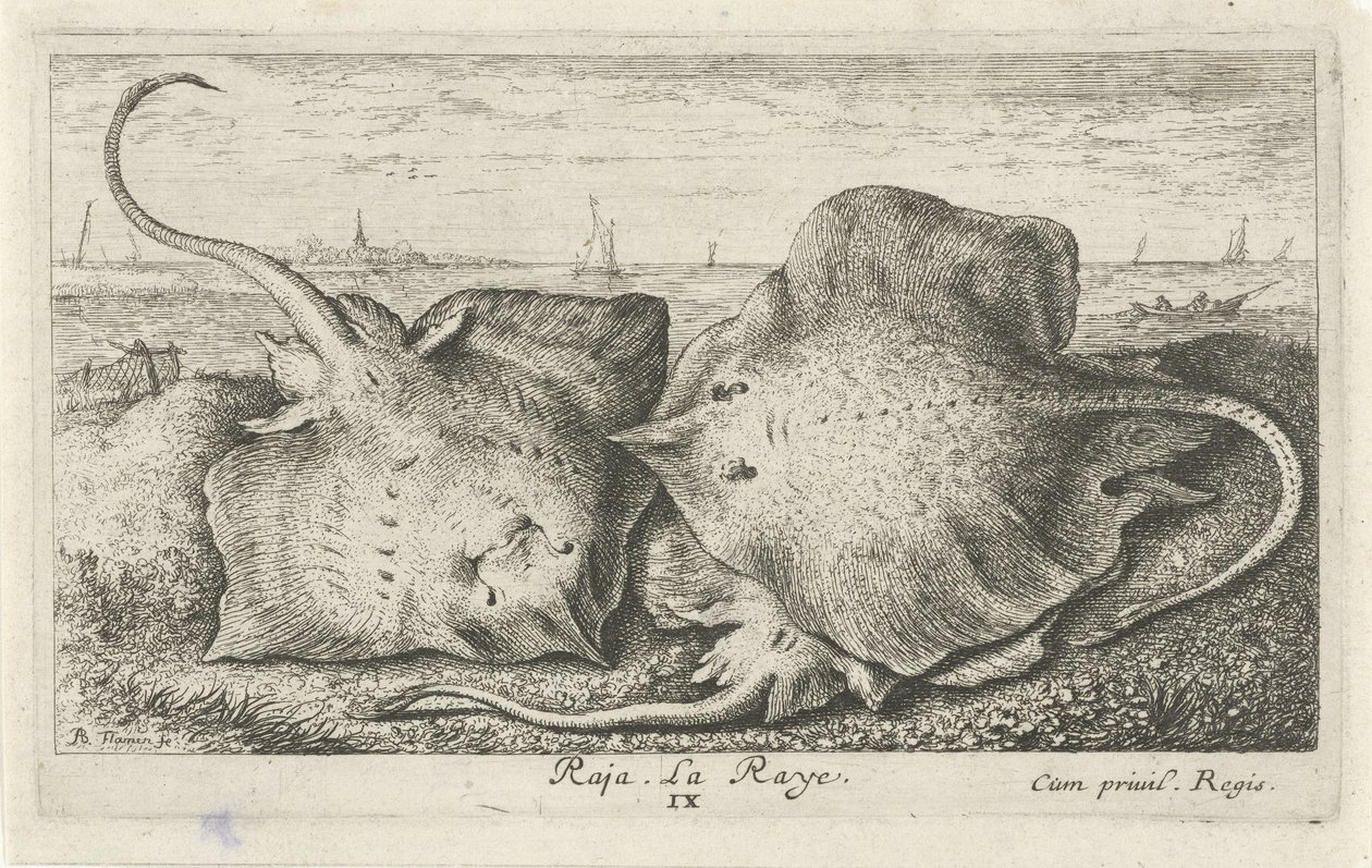 Tre razze sulla spiaggia (serie Pesci e altri animali marini - seconda serie di acqua salata) da Albert Flamen