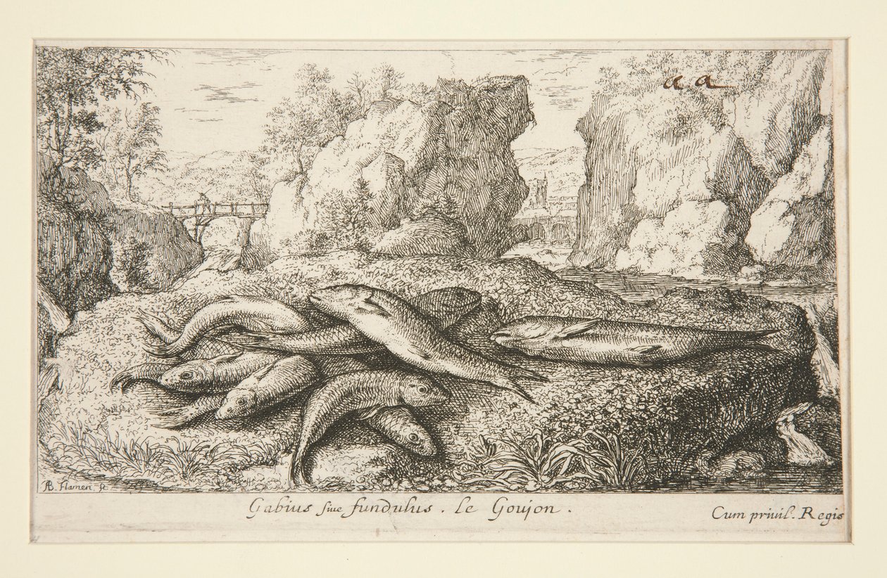 Gabius siue fundulus. Le Goujon da Albert Flamen