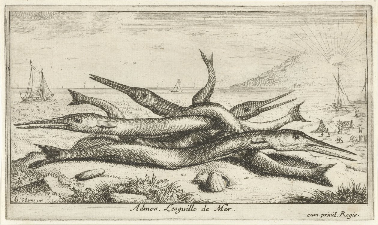 Pesci sulla spiaggia (serie: Pesci e altri animali marini - acqua salata, terza serie) da Albert Flamen