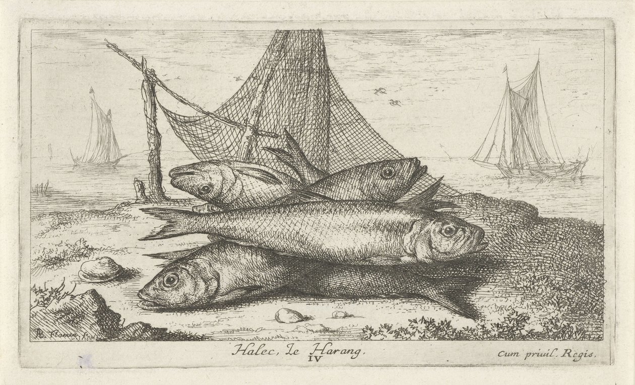 Aringhe vicino a una rete da pesca (serie: Pesci e altri animali marini - seconda serie) da Albert Flamen