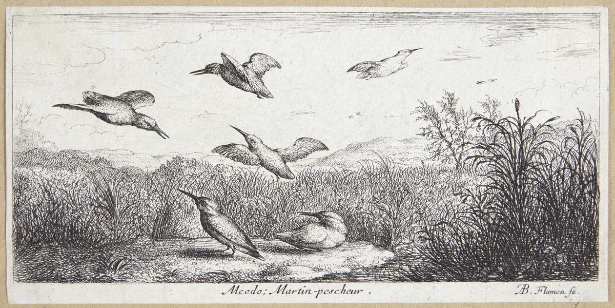 Il martin pescatore (Alcedo) da Albert Flamen
