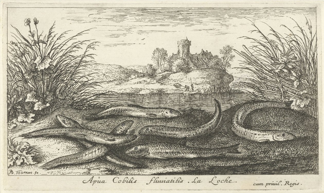 Cobiti di fango su una riva del fiume da Albert Flamen