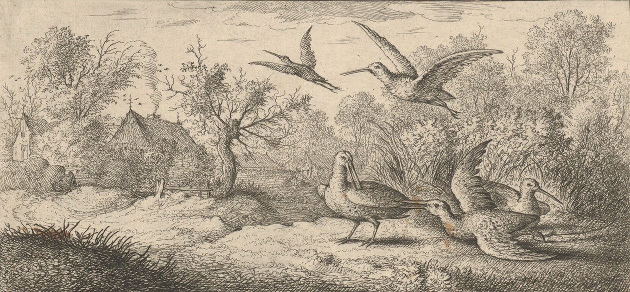 Rusticula, Beccaccia: Libro degli uccelli, 1655-1660 da Albert Flamen