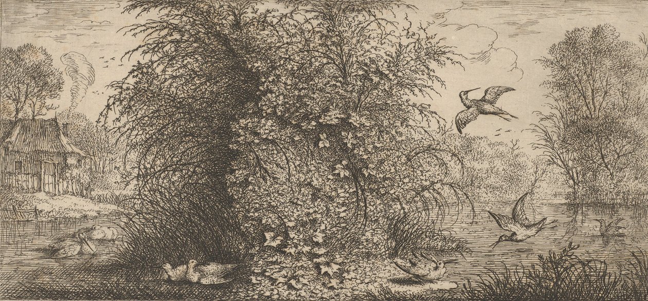 Rusticula minor, Beccassine La Beccaccia: Livre d