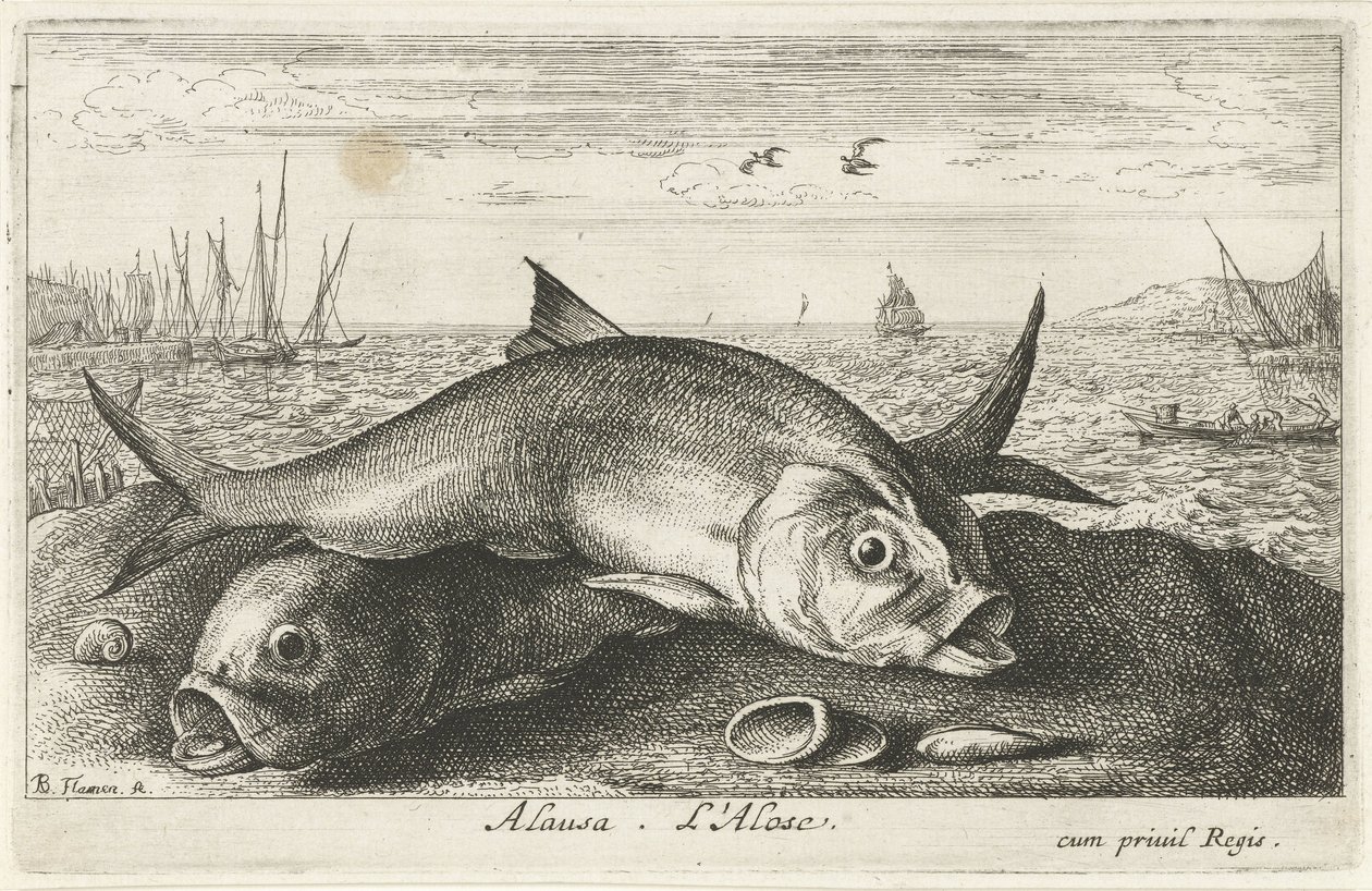 Due pesci di maggio sulla spiaggia (Vissen en andere zeedieren - zoutwater tweede reeks, Poissons de mer) da Albert Flamen