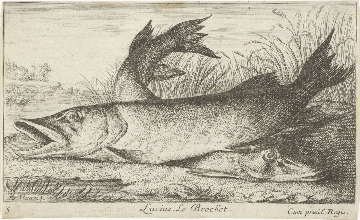 Due lucci su una riva del fiume da Albert Flamen