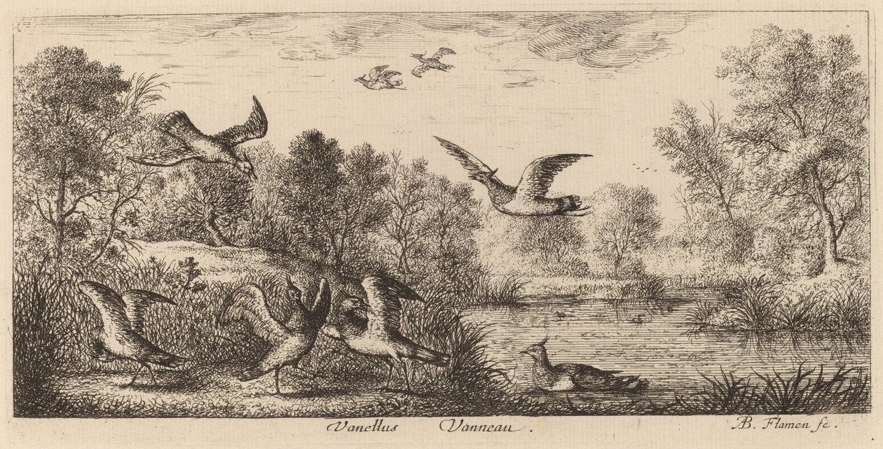 Vanellus, il pavoncella da Albert Flamen