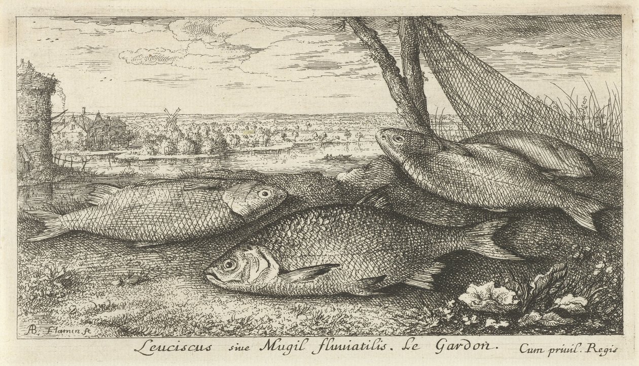 Quattro cavedani vicino a una rete da pesca da Albert Flamen