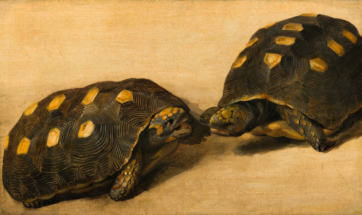Studio di due tartarughe brasiliane da Albert van der Eeckhout