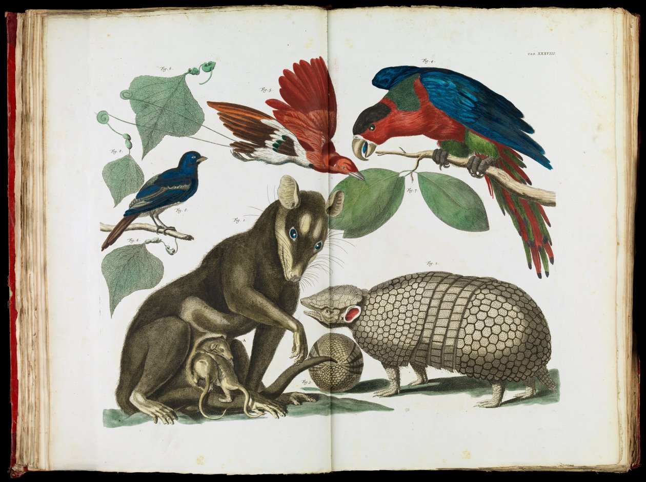 Opossum delle Molucche, Didelphis molucca e Armadillo, Tolypeutes matacus da Albertus Seba