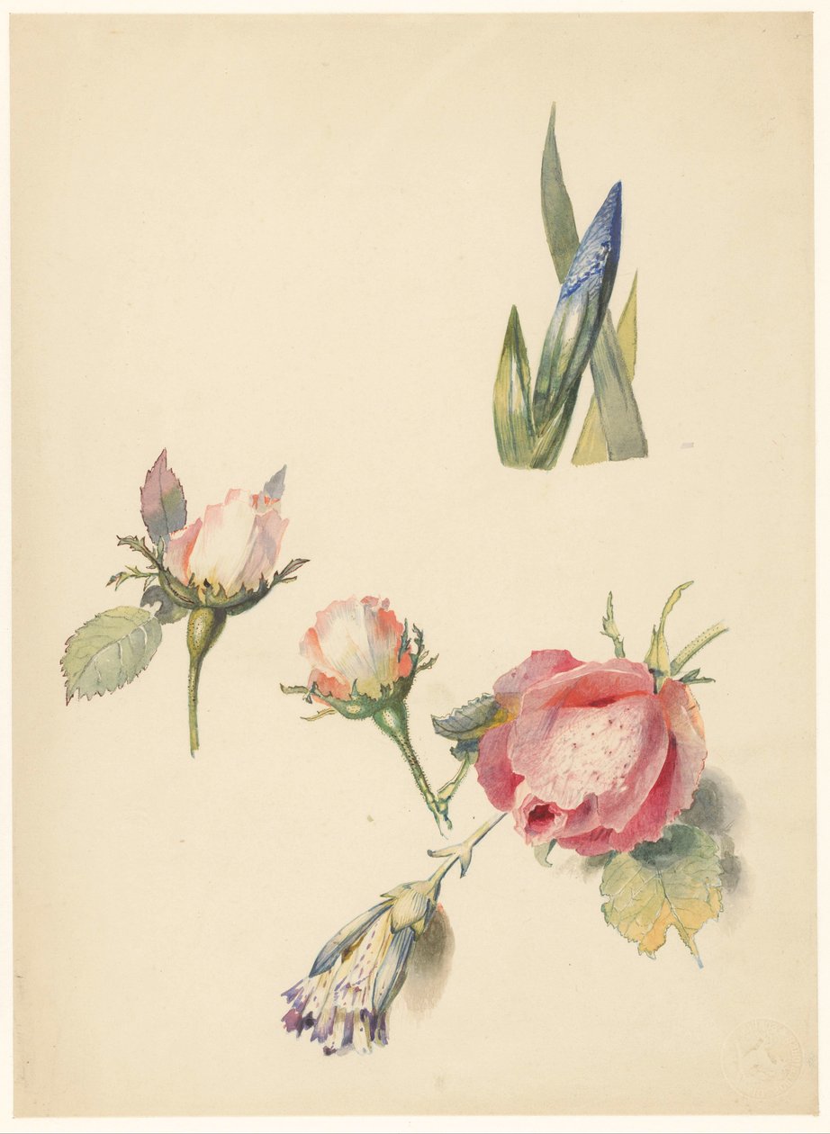 Foglio di studio con tre rose e un